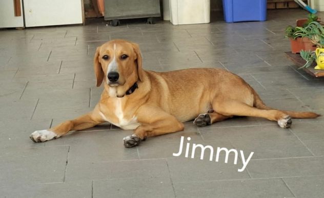 Jimmy 11 mesi dolcissimo - Foto 2