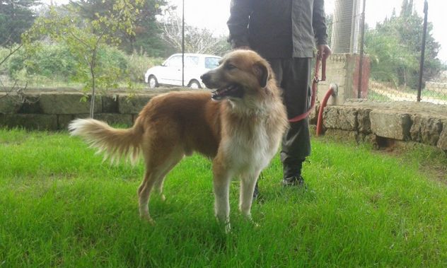 LEON, magnifico cagnolone - Foto 2