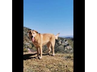 EMERSON DIMENTICATO TRA GLI INVISIBILI CANE IN ADOZIONE TG MEDIA SOCIEVOLE