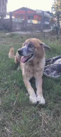 Simil Pastore 10anni..anni di appelli nessuno lo ha scelto.SALERNO - Foto 3