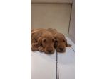 Cuccioli di Cocker Spaniel