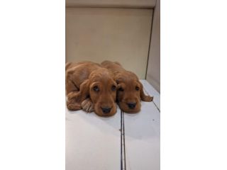 Cuccioli di Cocker Spaniel