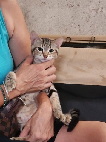 3micini quasi 3mesi tigrati vivono in 1stanza.CALABRIA