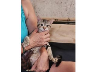 3micini quasi 3mesi tigrati vivono in 1stanza.CALABRIA