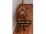 RED AMSTAFF 2 ANNI