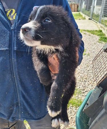 Cucciolo in adozione - Flic taglia medio piccola - Foto 2