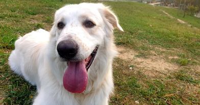 CANE IN ADOZIONE: LA STORIA DI LELLO - Foto 7