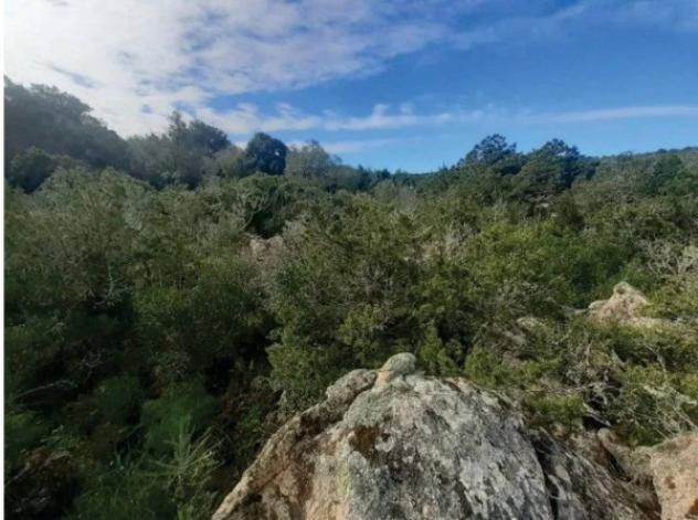 Immobile in asta di 12561 m² in vendita a Arzachena - Foto 2