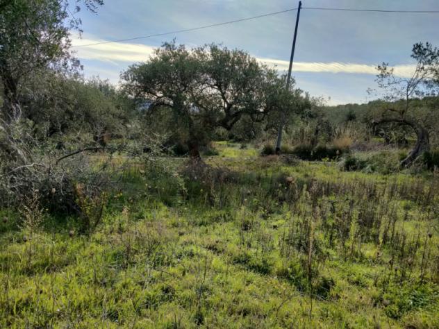 Agricolo in Contrada Rovetto - Foto 5