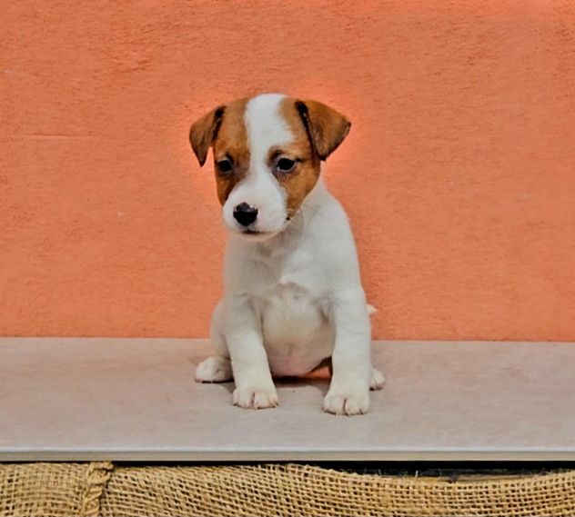 Cuccioli di Jack Russell - Foto 8