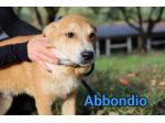 RODRIGO E ABBONDIO CUCCIOLI IN ADOZIONE