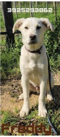 Cagnolini in adozione futura tg. medio contenuta cercano una famiglia per sempre - Foto 3