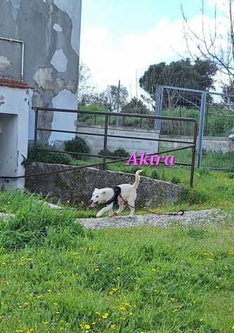 Sono solo una cucciola e mi trovo in canile, portami a casa con te.... - Foto 2