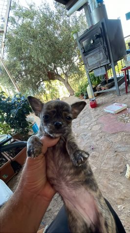 Cuccioli di Chihuahua 🐶 - Foto 6