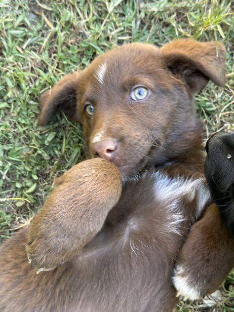 Regalo cuccioli - Foto 6
