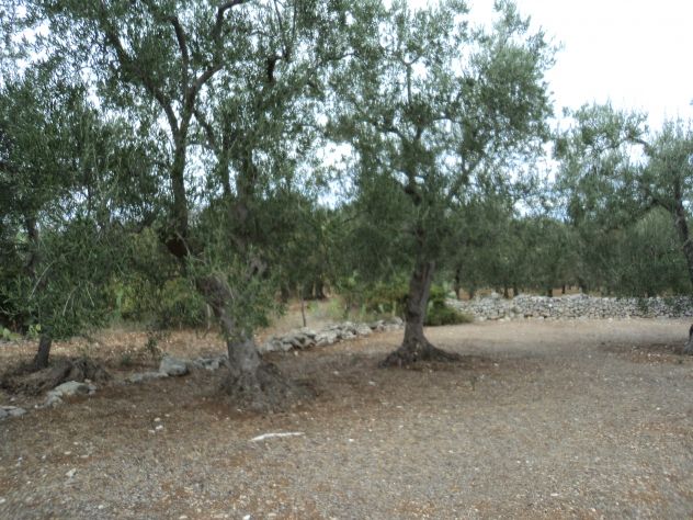 Albero di Ulivo - Foto 2