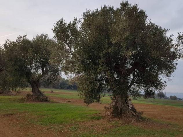 Agricolo in vendita a Cupra Marittima - Foto 6