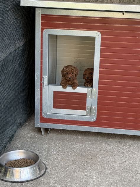 Cucciole di Barboncino Toy