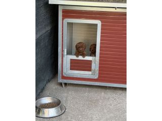 Cucciole di Barboncino Toy