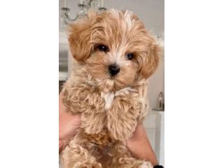 maltipoo cuccioli