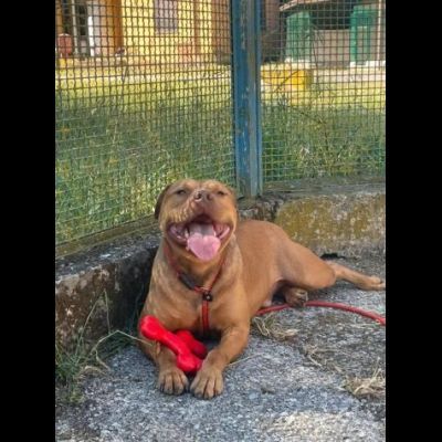 EMMER UNA NUOVA VITA, CANE IN ADOZIONE - Foto 7