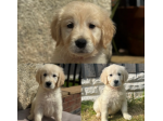Golden Retriever creme di 3 mesi