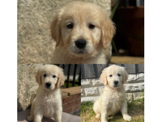 Golden Retriever creme di 3 mesi