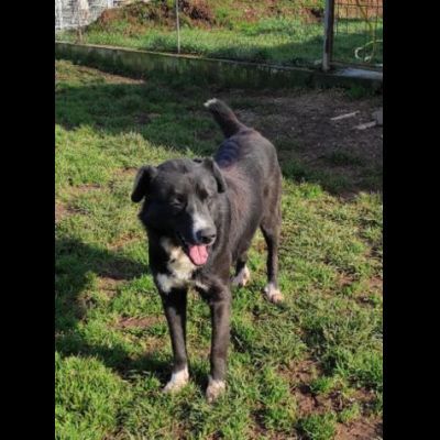 BENNY DOLCE E RISERVATO CAGNOLINO IN ADOZIONE - Foto 7