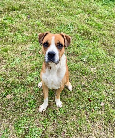 NADIR SIMIL BOXER SOCIEVOLE EDUCATO CANE IN ADOZIONE - Foto 10