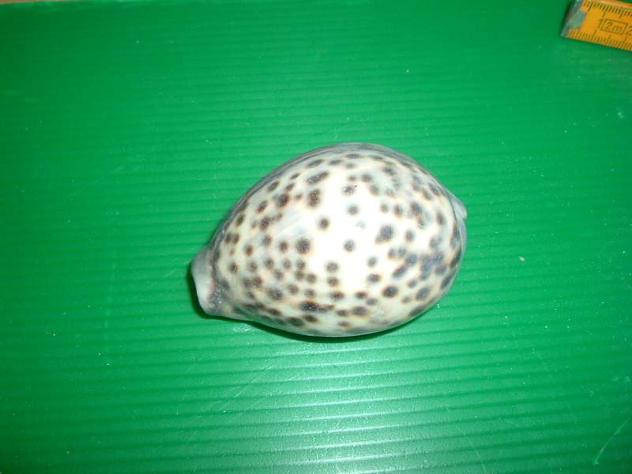 Conchiglie di mare ( 2 ) - Foto 2
