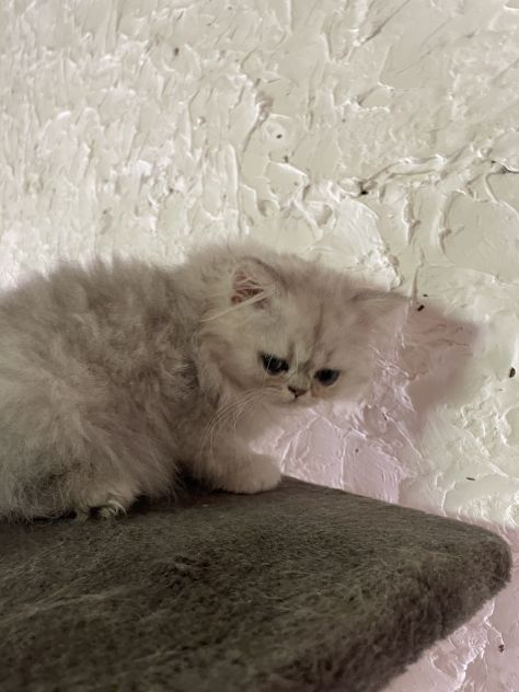 pet sitter cat sitter pensione gatti pensione conigli nani