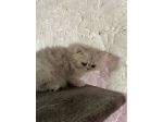 pet sitter cat sitter pensione gatti pensione conigli nani