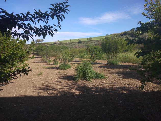 Appezzamento di terreno agricolo di mq 32.621 catastali ( uliveto di mq 17.644) - Foto 6