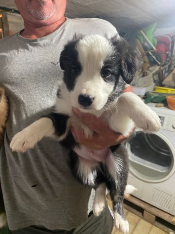 Cuccioli di Border Collie - Foto 5