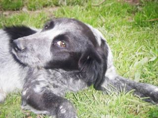 ALBERTINO, dolcissimo cagnolino