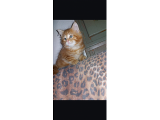 Cuccioli di Maine coon Red