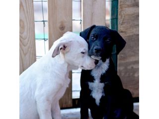 Milo e Ricky dolcissimi cuccioli in adozione