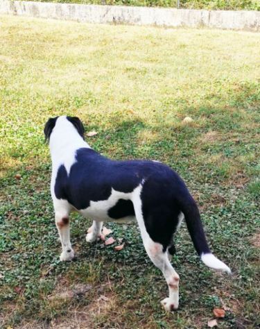 MARILU' tranquilla e pacata, taglia media. CANE IN ADOZIONE - Foto 8