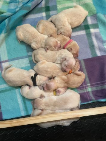vendo cuccioli golden retriever con pedigree - Foto 3