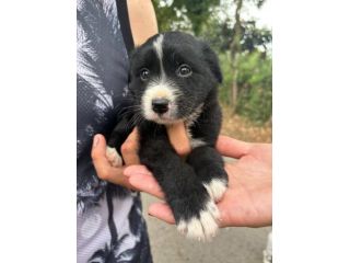 Moka cucciola