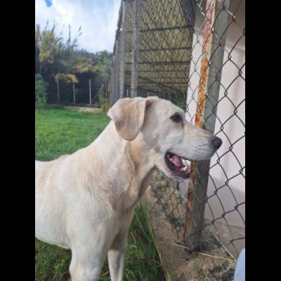 THOR DOLCE E SOCIEVOLE CANE IN ADOZIONE TG MEDIA - Foto 2