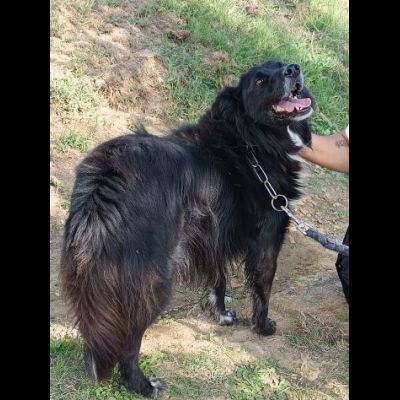 JACK bellissimo e socievolissimo CANE IN ADOZIONE - Foto 3