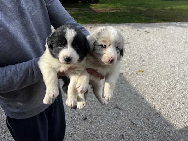 Cuccioli di Border Collie - Foto 2