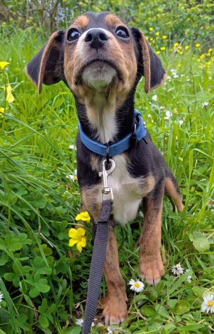 Albert, cucciolo meraviglia - Foto 3
