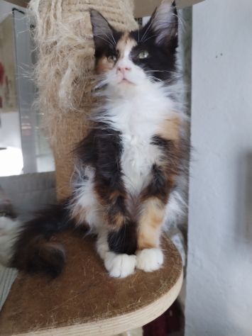 Gattini maine coon - Foto 7