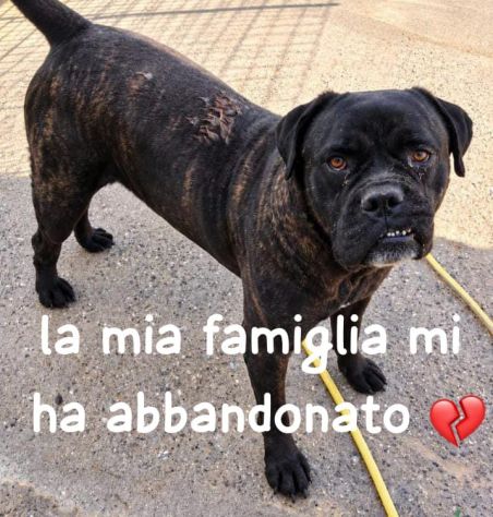 ERCOLE CANE CORSO TIGRATO 7 ANNI
