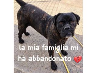 ERCOLE CANE CORSO TIGRATO 7 ANNI