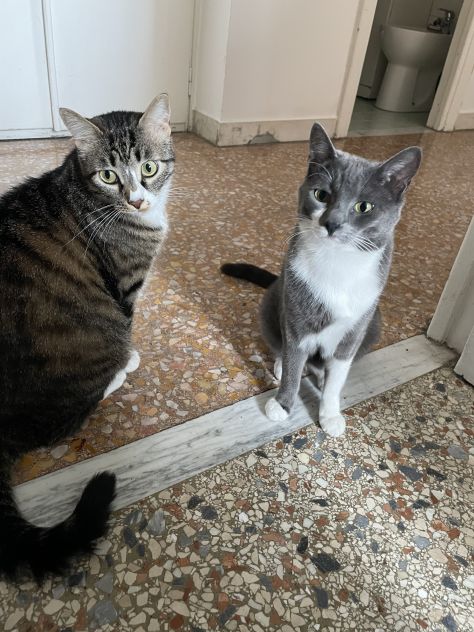 camera singola tutto incluso (casa con 2 gatti) - Foto 6