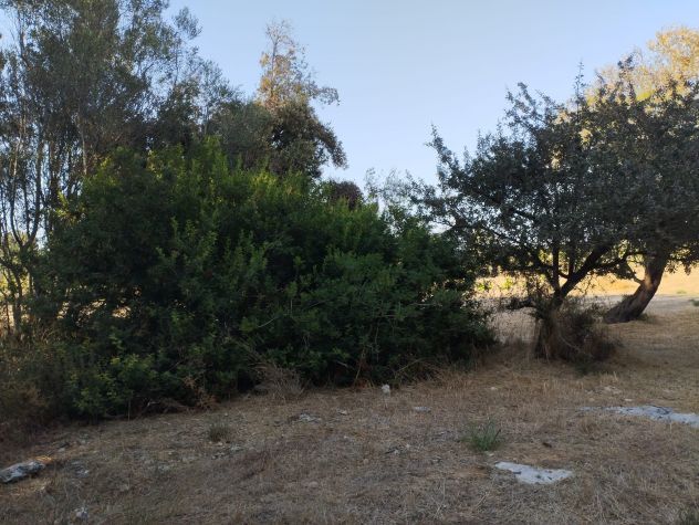 Terreno di circa 8.000 mq con trullo nelle campagne di Alezio - Foto 3