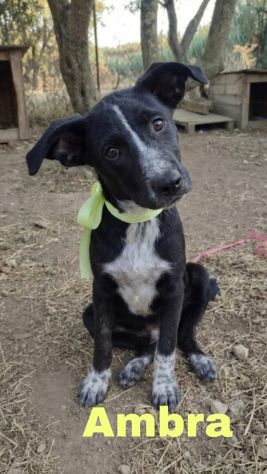 Cagnoline in adozione un mondo da scoprire ma senza una famiglia - Foto 4